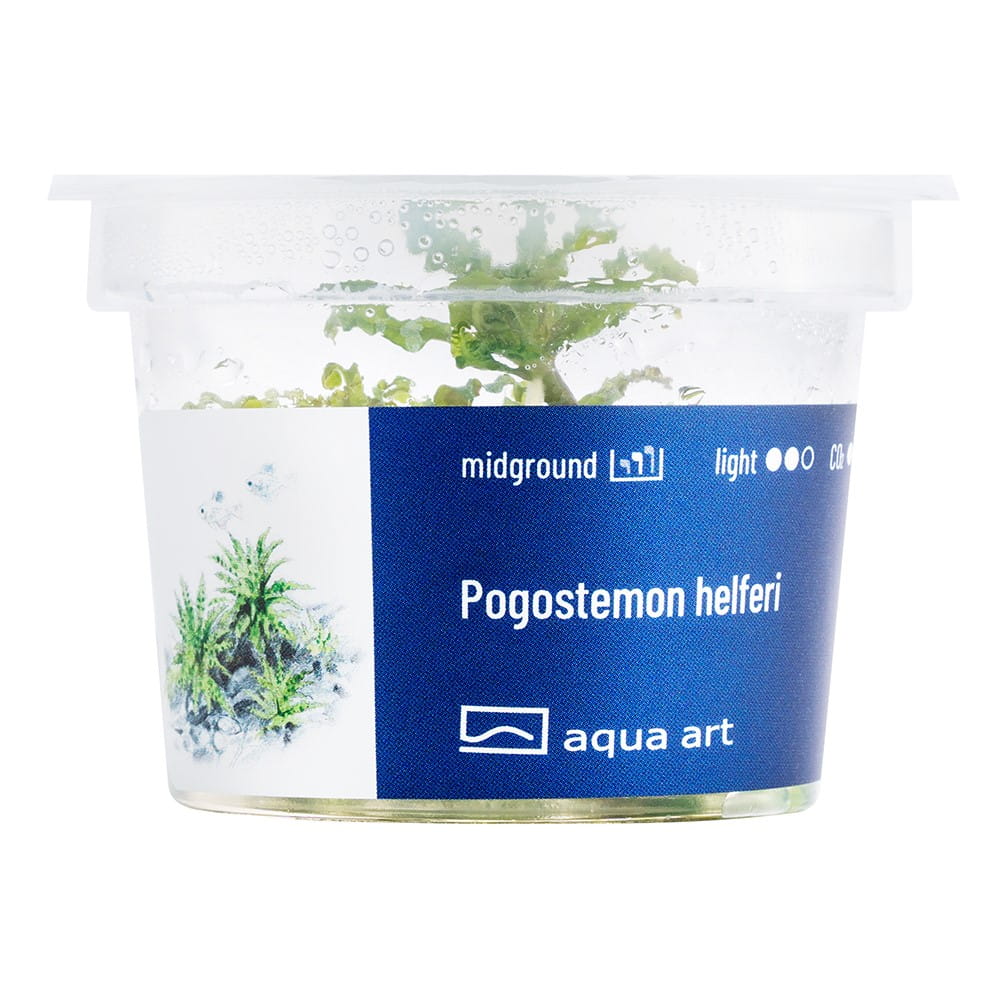Pogostemon helferi in vitro kubek 6cm Aqua Art.jpg